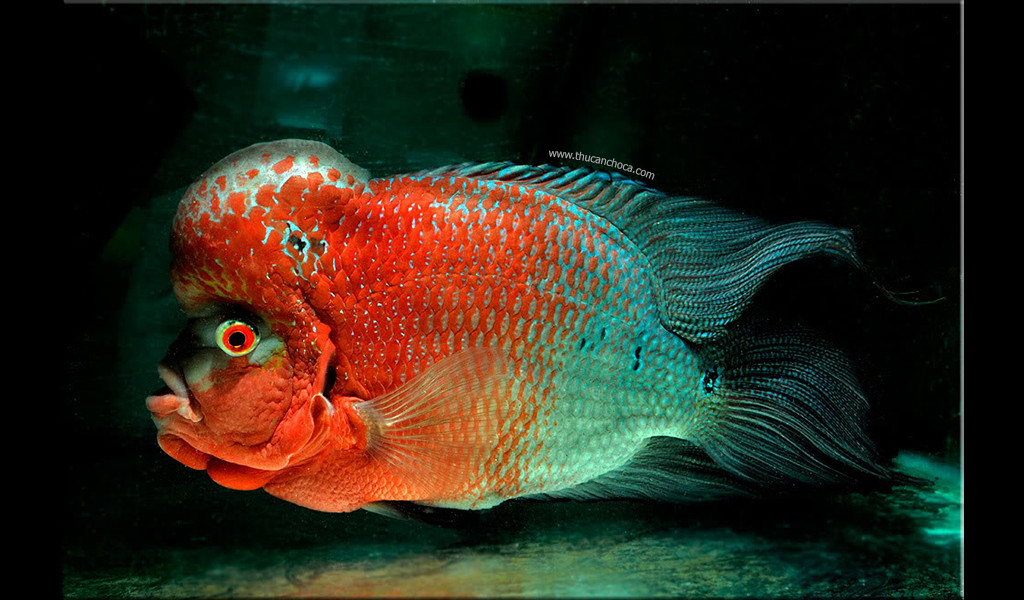 Hình ảnh cá La Hán Flowerhorn (FH) nguyên thủy với đặc trưng đầu và hoa