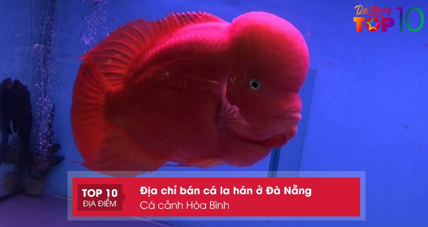 Hình ảnh cá La Hán màu sắc rực rỡ tại Cá Cảnh Hòa Bình Đà Nẵng
