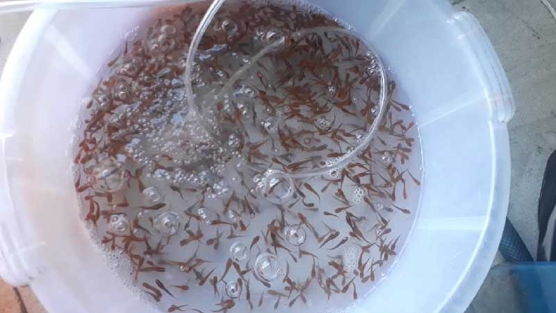 Hình ảnh cá mồi bơi gần một cây thủy sinh trong bể cá