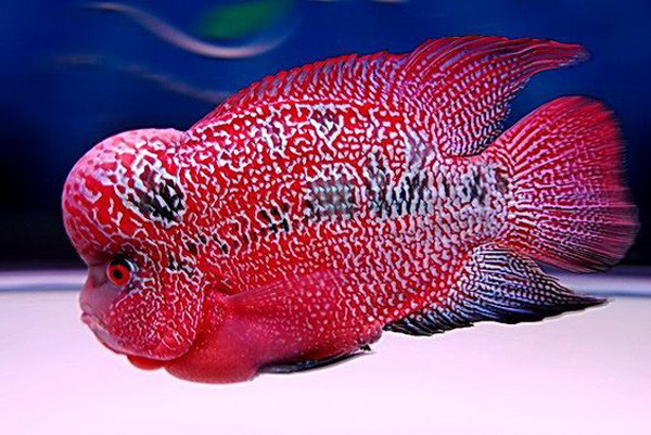 Hình ảnh một cá thể cá la hán đỏ huyết khỏe mạnh trong bể, thể hiện giá trị cao