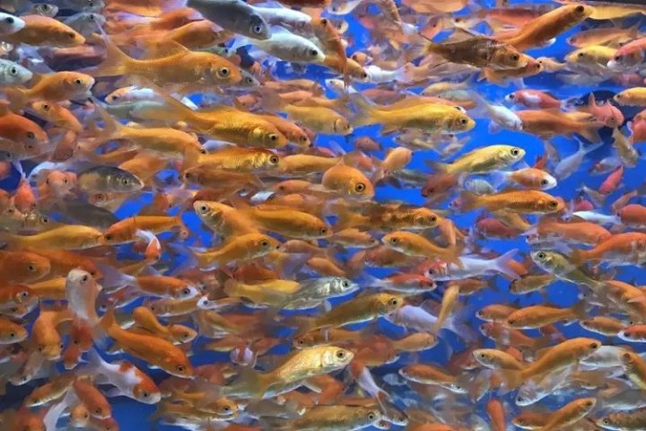 Hình ảnh một nhóm cá mồi nhỏ đang bơi trong nước