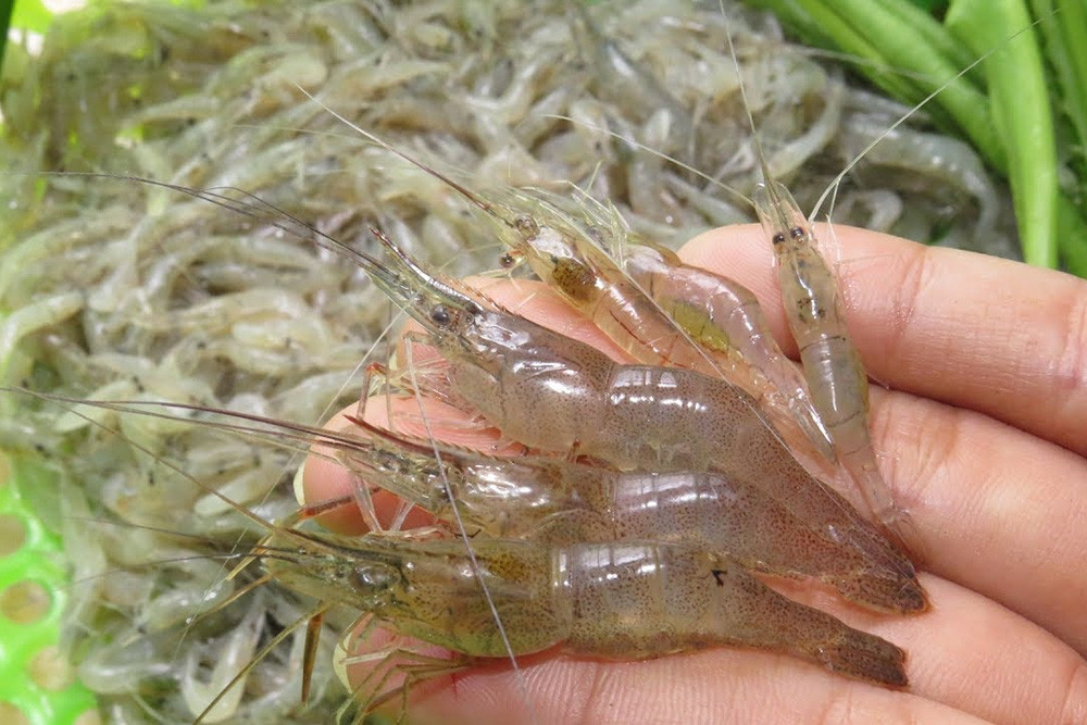 Hình ảnh tép mồi nhỏ trong bể thủy sinh