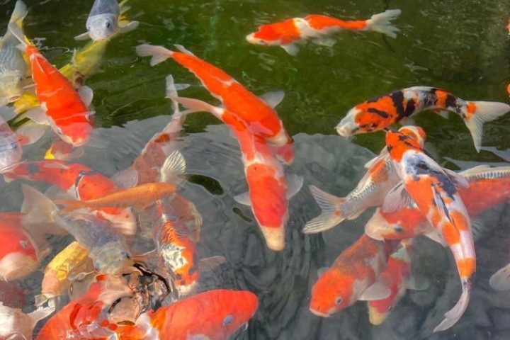 Hình nền cá cảnh koi đẹp