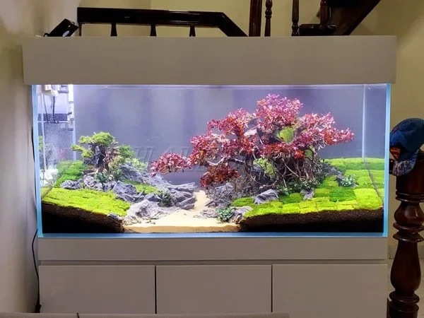 Hồ cá cảnh 1m2 làm từ kính siêu trong mang lại vẻ đẹp tinh tế, làm nổi bật hệ thủy sinh bên trong