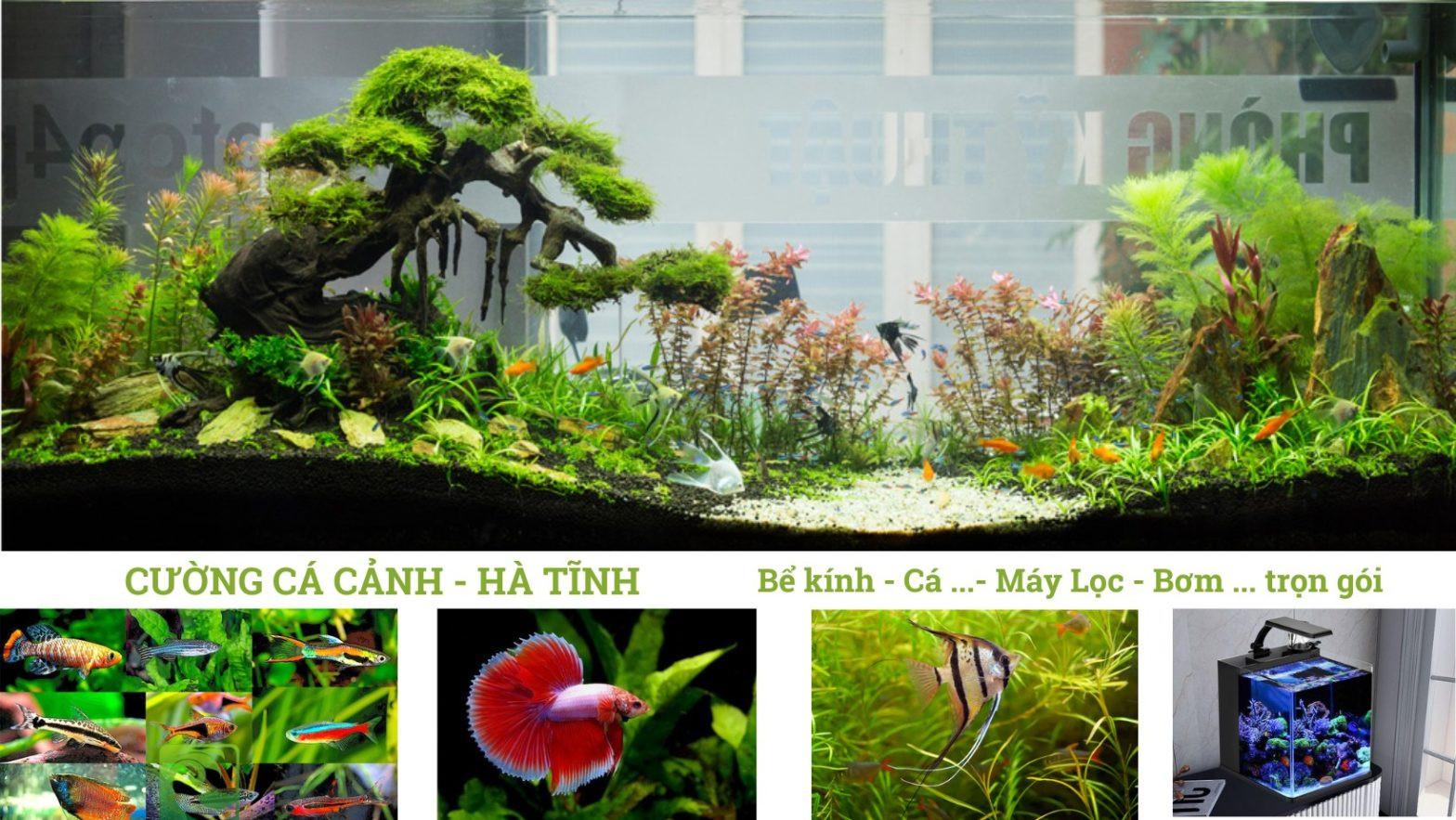 Hồ cá cảnh thủy sinh lớn, trang trí đẹp mắt với nhiều loài cá sống động tại Hà Tĩnh.