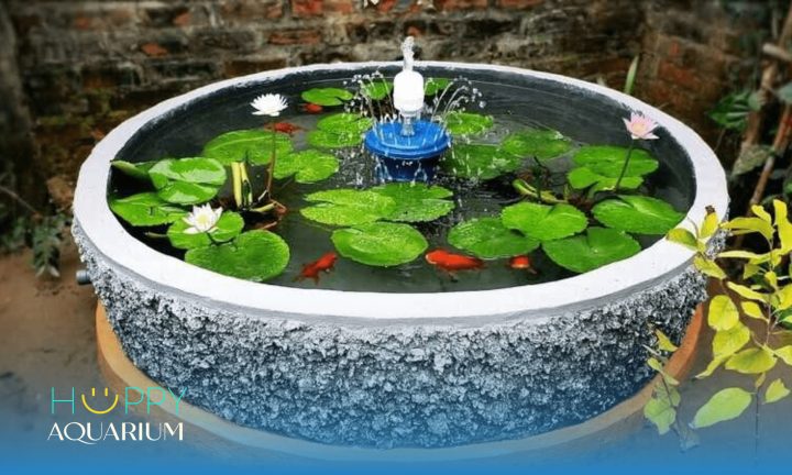 Hồ xi măng nuôi cá cảnh với hệ thực vật thủy sinh
