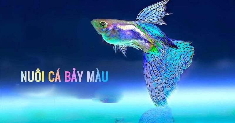 Hướng dẫn nuôi cá bảy màu khỏe đẹp