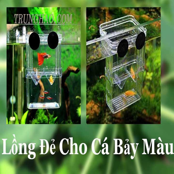 Lồng đẻ cá bảy màu