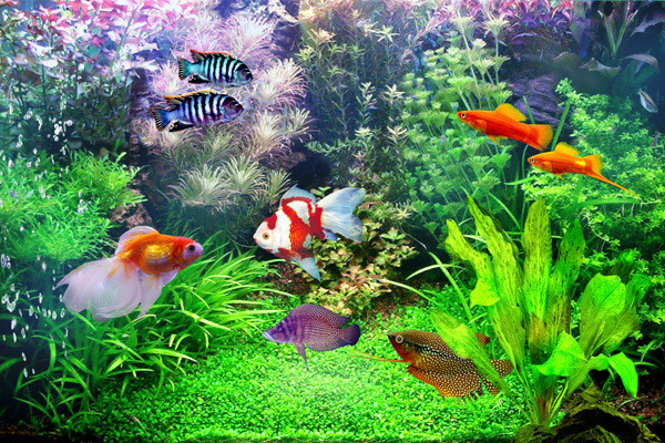 Long Sinh Aquarium cung cấp đa dạng cá cảnh tại Liên Chiểu Đà Nẵng