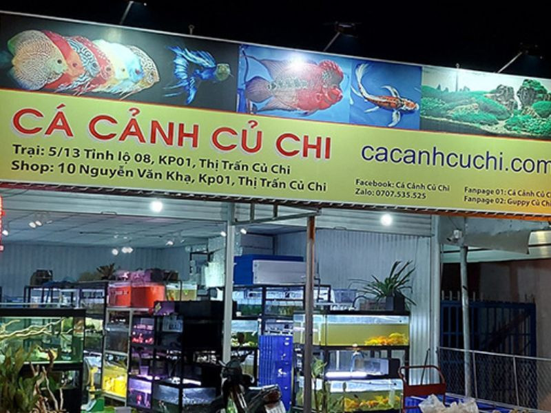 Mẫu biển quảng cáo cá cảnh phong cách