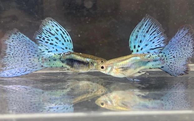 Một bể cá cảnh Guppy được trang trí đẹp mắt