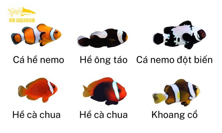 Một cặp cá hề cam đang bơi giữa các xúc tu hải quỳ rực rỡ trong môi trường bể cá nước mặn.