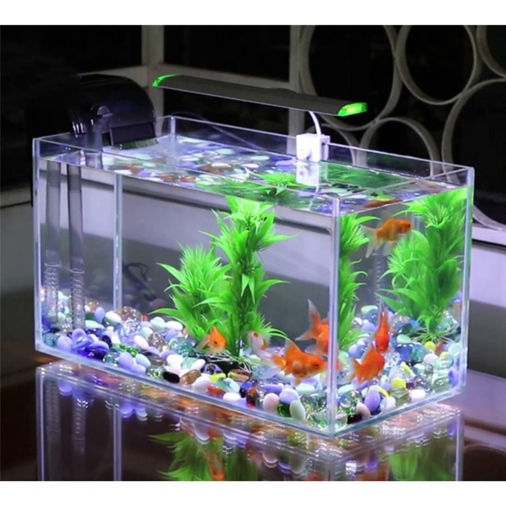 Một chậu cá cảnh đẹp mini được đặt trên bàn làm việc, mang lại cảm giác thư thái và nguồn năng lượng tích cực, là vật trang trí lý tưởng cho không gian sống và làm việc.