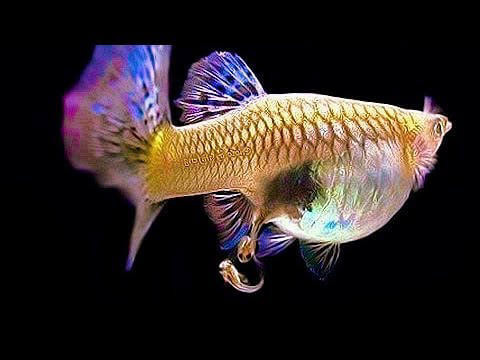 Một lứa cá bảy màu con mới nở, cần chế độ dinh dưỡng đặc biệt và lượng thức ăn phù hợp để phát triển khỏe mạnh.