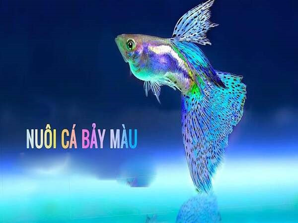 Một số điều cần lưu ý khi nuôi cá bảy màu