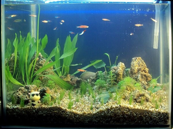Một số lỗi phổ biến và cách khắc phục khi nuôi cá cảnh