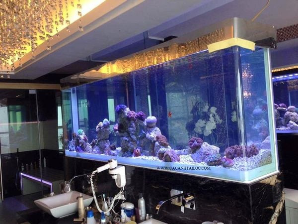 Người dùng đang lựa chọn mua cá cảnh và thiết bị hồ cá