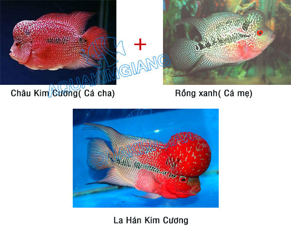 Nguồn gốc cá la hán kim cương đỏ từ Flowerhorn
