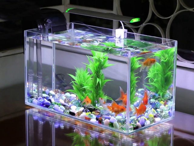 Nước máy có thể chứa Clo, Flo, Nitri độc hại cho cá cảnh nếu không được xử lý đúng cách.