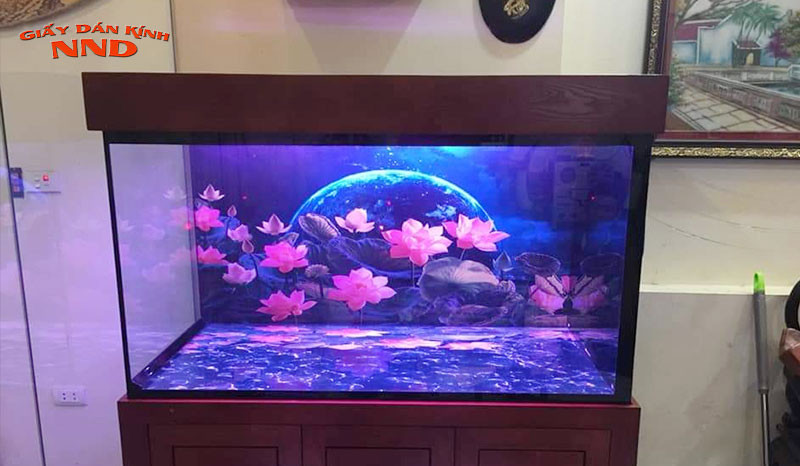 phun nước làm ẩm kính trước khi dán decal bể cá cảnh
