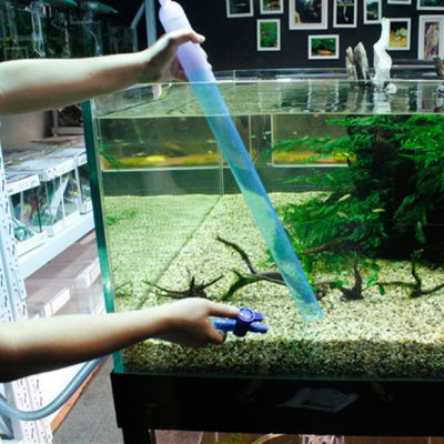Quy trình thay nước định kỳ cho bể cá bảy màu, giúp duy trì chất lượng nước sạch