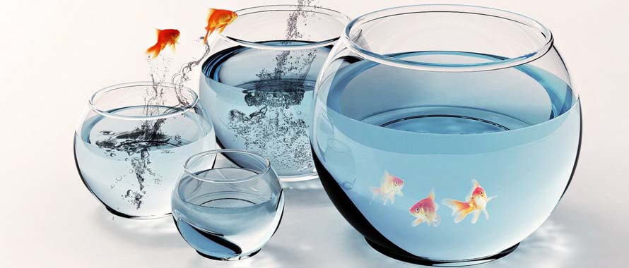 Quy trình thiết lập bể nuôi cá cảnh nhỏ cho người mới bắt đầu