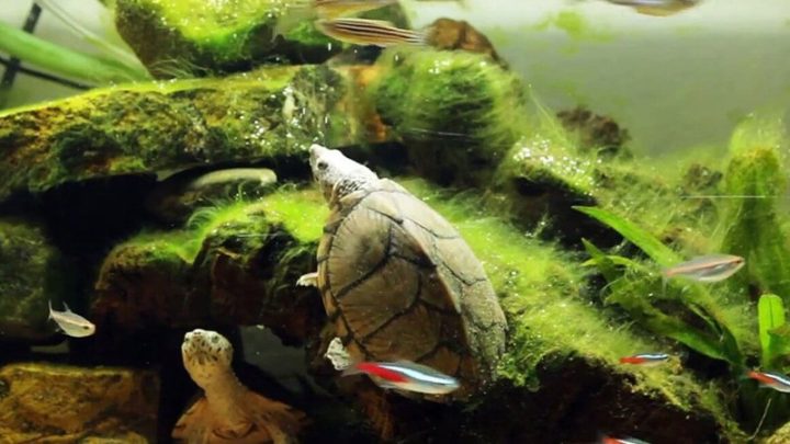 Rùa tai đỏ nhỏ, lưu ý nguy cơ khi nuôi rùa chung với cá cảnh