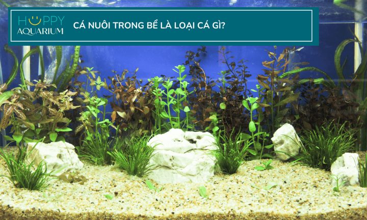 Sản phẩm thức ăn chất lượng cho cá cảnh tại cửa hàng