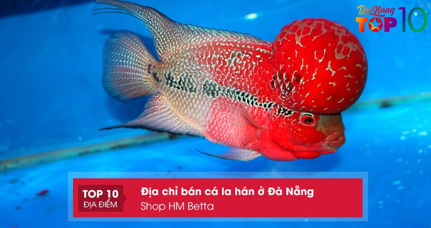 Shop HM Betta Đà Nẵng với nhiều loại cá cảnh độc đáo như cá Betta