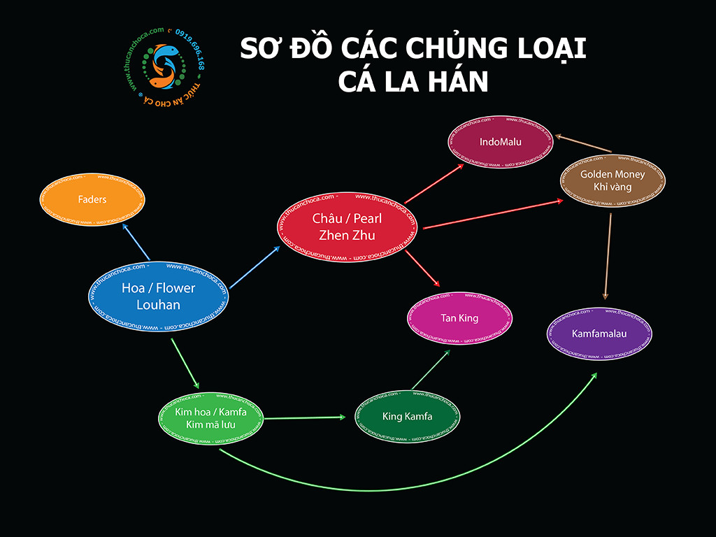 Sơ đồ phân loại các dòng cá La Hán tiếng Anh phổ biến