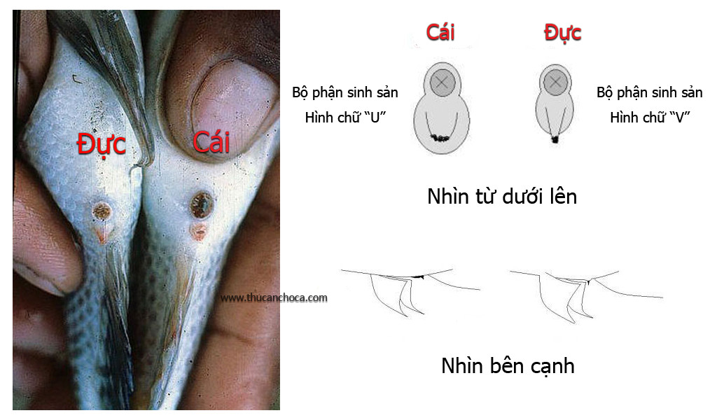 So sánh hình dạng bộ phận sinh dục của cá la hán đực (V) và cá la hán cái (U).