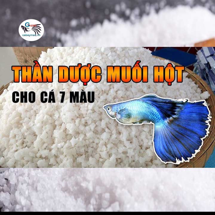 Thần dược muối hột cho cá bảy màu