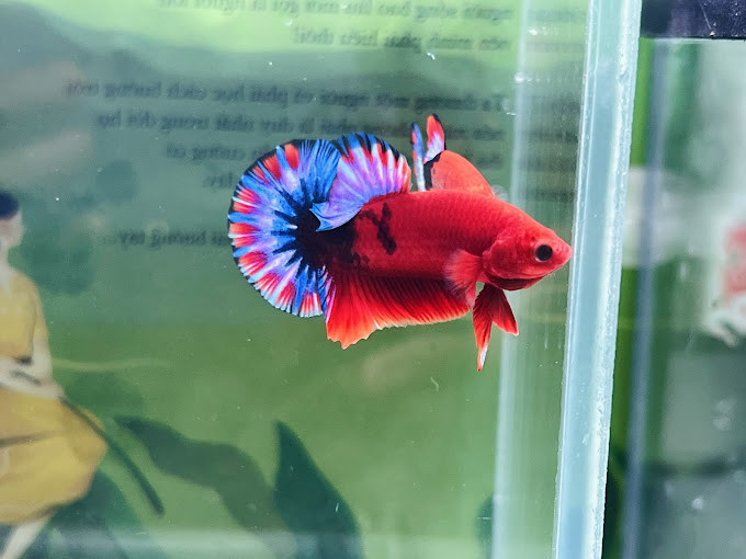 Thảo Betta Pluss, địa điểm lý tưởng cho người yêu cá Betta tại Ô Môn, Cần Thơ