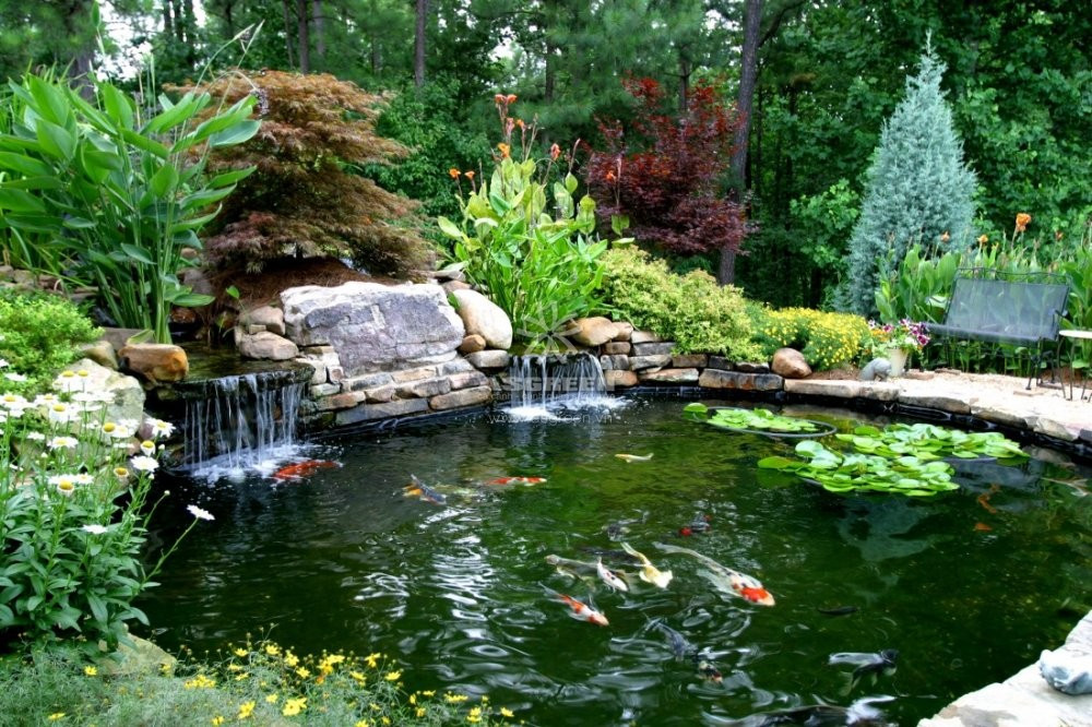 Thiết kế bể cá cảnh ngoài trời với hình dáng uốn lượn độc đáo