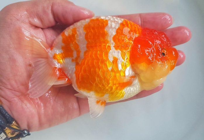 Thức ăn giàu dinh dưỡng giúp tăng sức đề kháng, phòng ngừa nấm cá cảnh