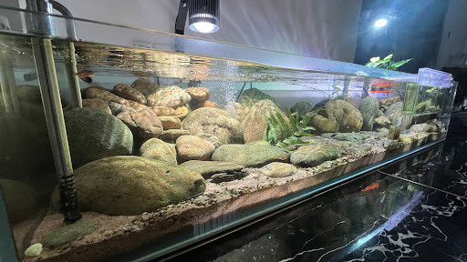 Tiệm cá cảnh Aura Aquatic Bình Thạnh