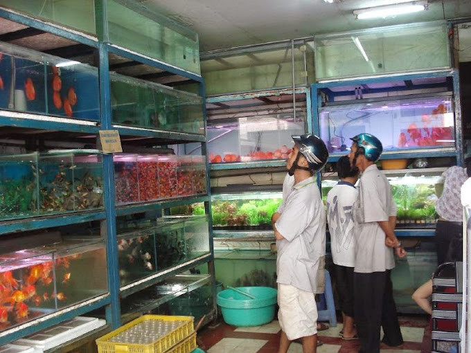 Tiệm cá cảnh Dương Bắc