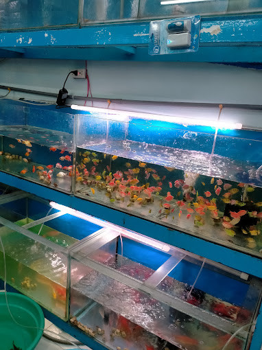 Tiệm cá cảnh Tuyết