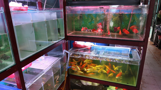 Tiệm cá kiểng 649