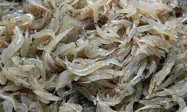 Tôm tép tươi sống kích thích đầu gù cá la hán