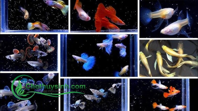 Tổng hợp cá bảy màu nhiều màu sắc