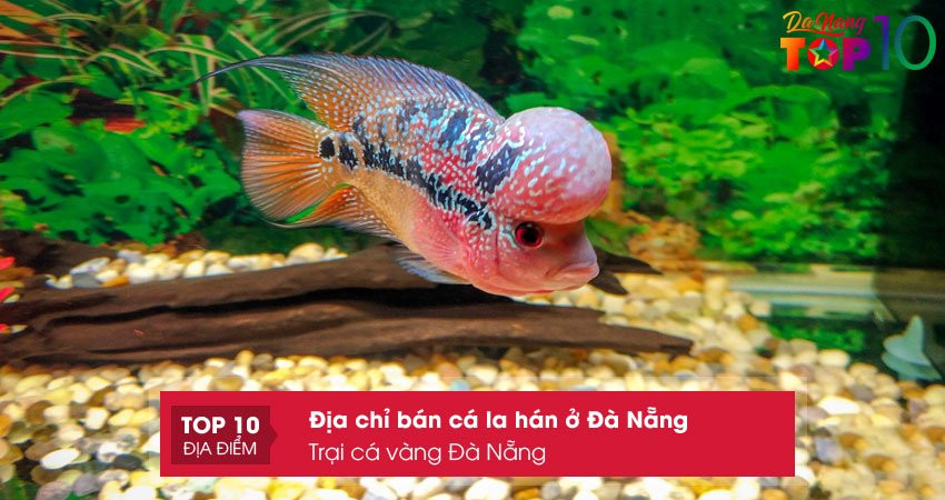 Trại Cá Vàng Đà Nẵng cung cấp đa dạng các loài cá cảnh chất lượng