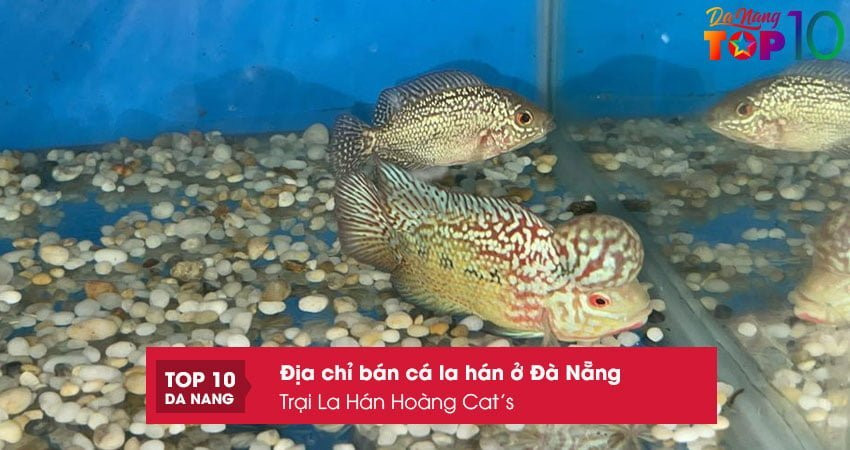 Trại La Hán Hoàng Cat’s cung cấp các dòng cá La Hán chất lượng cao