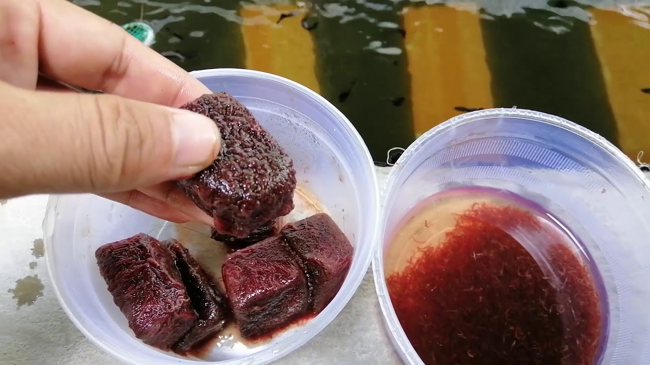 Trùn huyết đông lạnh, một loại thức ăn cá la hán tự nhiên giúp kích thích màu sắc và phát triển.