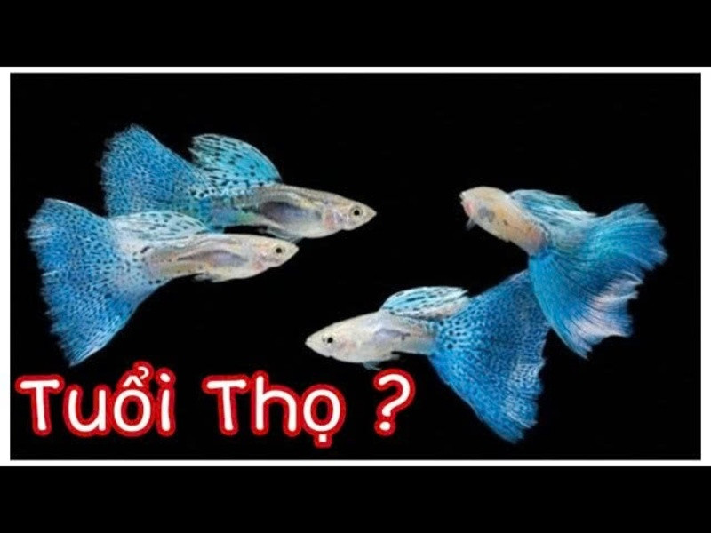 Tuổi thọ của cá bảy màu