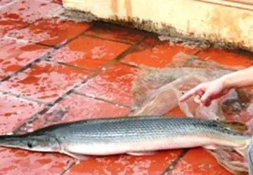 Alligator Gar Là Cá Gì? Đặc Điểm và Cách Nuôi Chi Tiết