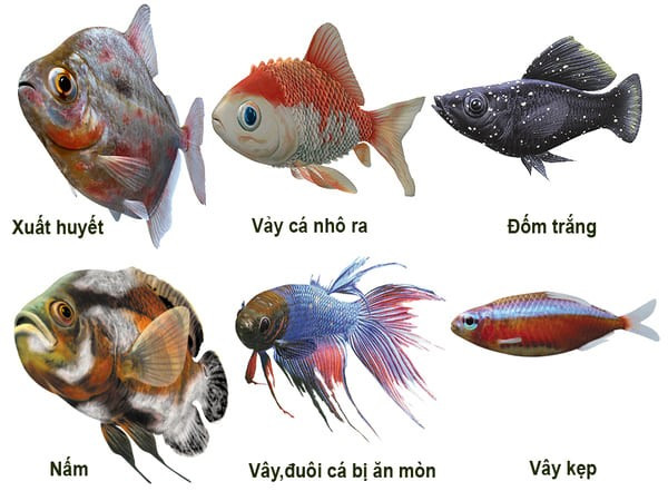 Alt text: Các triệu chứng cơ bản của cá bị xuất huyết, hình ảnh một con cá có mắt lồi và các vệt đỏ trên thân.