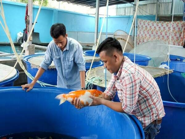 Alt text: Kiểm tra định kỳ giúp phòng bệnh hiệu quả hơn, hình ảnh người đang kiểm tra chất lượng nước trong bể cá.
