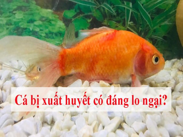 Alt text: Phương pháp điều trị hiệu quả cho cá bị xuất huyết, hình ảnh người đang cho thuốc vào bể cá.