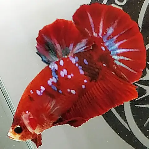 50+ Ảnh Cá Betta Đẹp & Hướng Dẫn Chọn, Chăm Sóc Đúng Cách